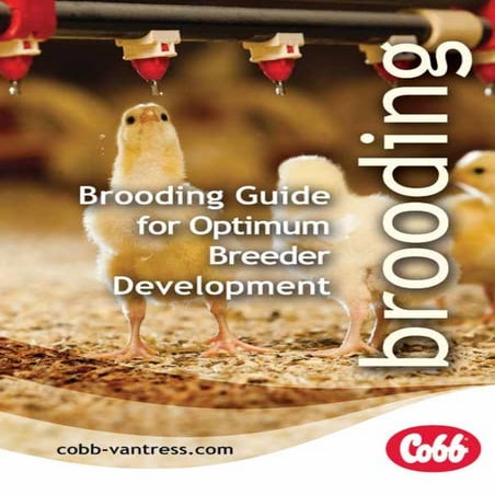 Brooding requirements in poultry | PDF