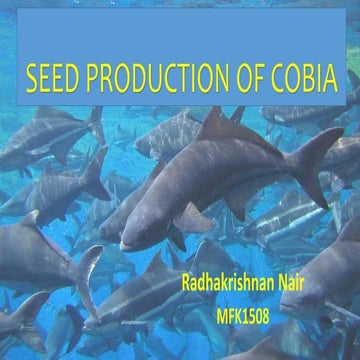 SEED PRODUCTION OF COBIA