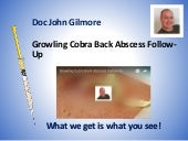 Growling Cobra Back Abscess Follow-Up