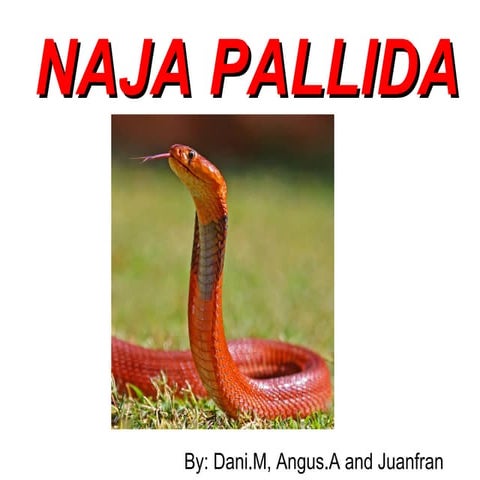 Cobra naja pallida by Angus, Dani and Juanfran PPT