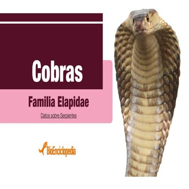 Serpiente Cobra
