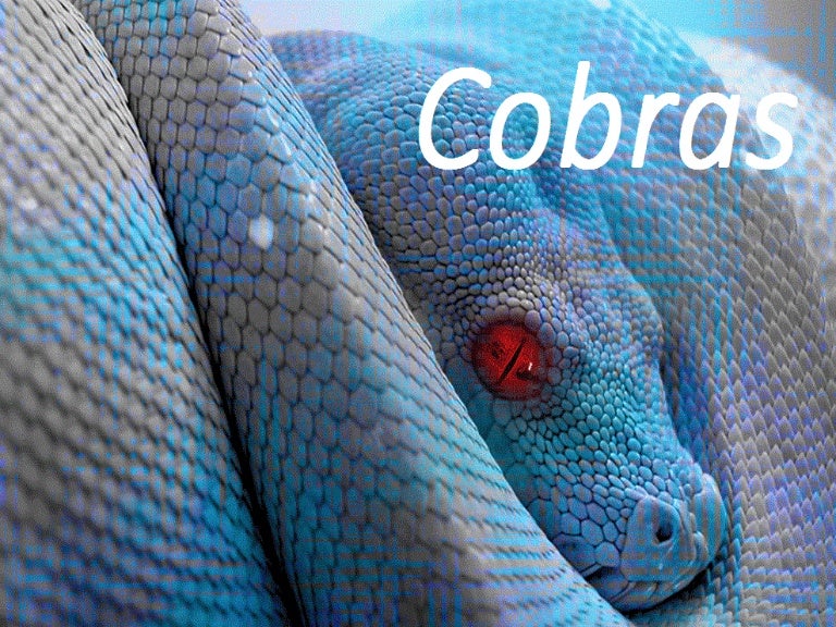 Featured image of post The Best 14 Tipos De Cobras Venenosas No Brasil