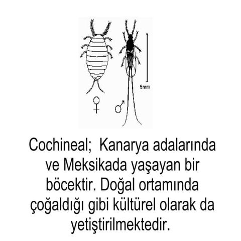 Cochineal | PPS