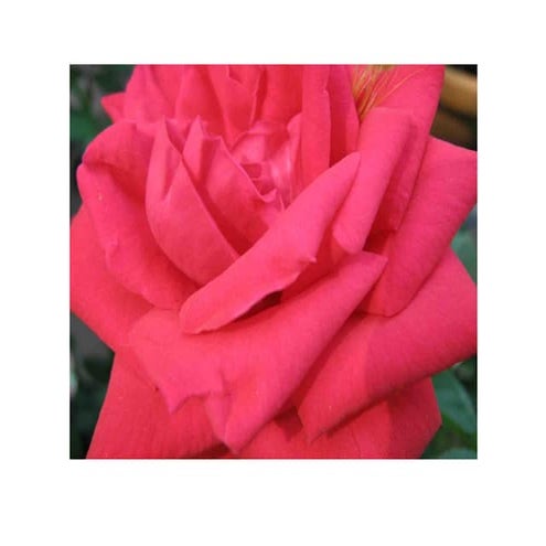 Cochin Flower Show 2010