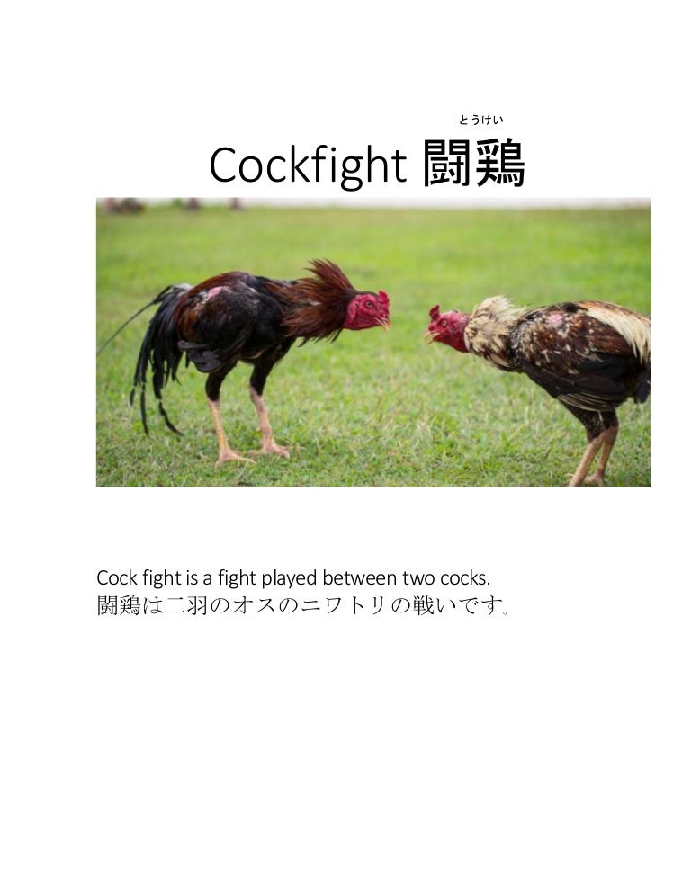Cockfight