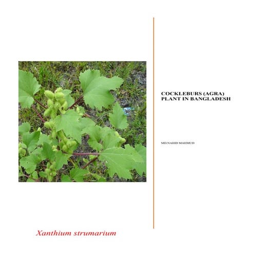 Cockleburs+(Agra)+Plant+In+Bangladesh.pdf