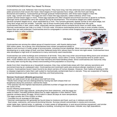 COCKROACHES What You Need to Know (1).pptx