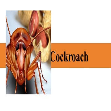 Cockroach Class 11th NEET CBSE NCERT Biology | PDF