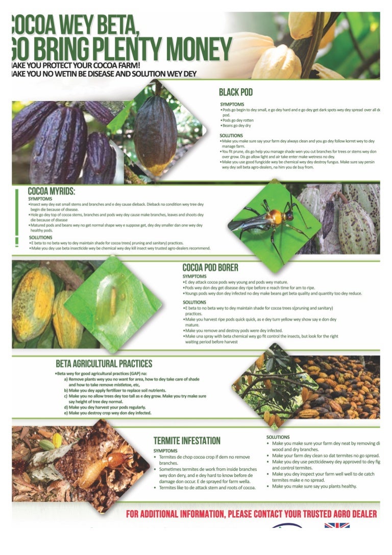 Cocoa Solutions to Pests and Diseases (Pidgin)