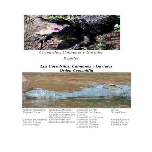 Cocodrilos