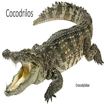 Cocodrilos