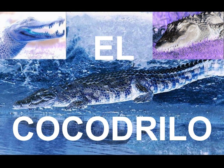 Los Cocodrilos 1 Pelicula Completa En Español
