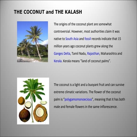 Coconut And The Kalash