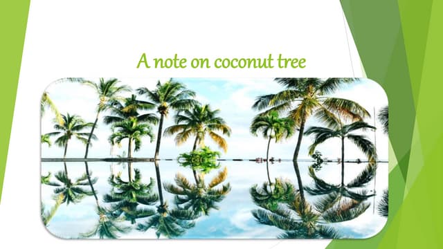 A Note On Coconut Tree PPT a-note-on-coconut-tree-ppt