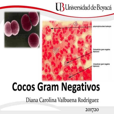 cocos-gram-negativos-en-pares