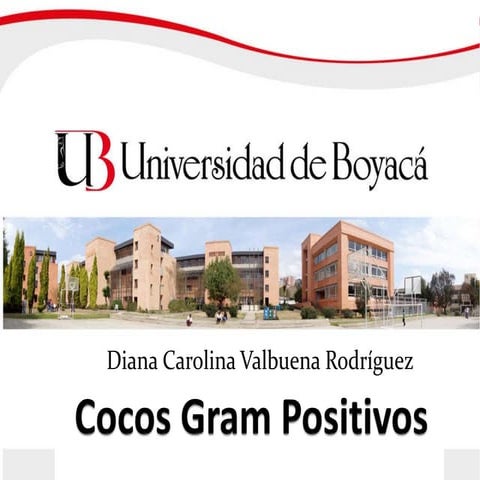 Cocos gram positivos 2017