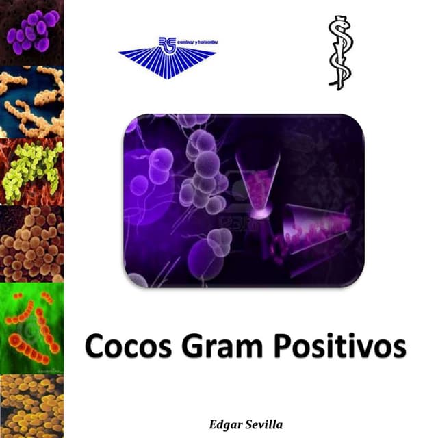 Staphylococcus, cocos gram positivos, Microbiologia 