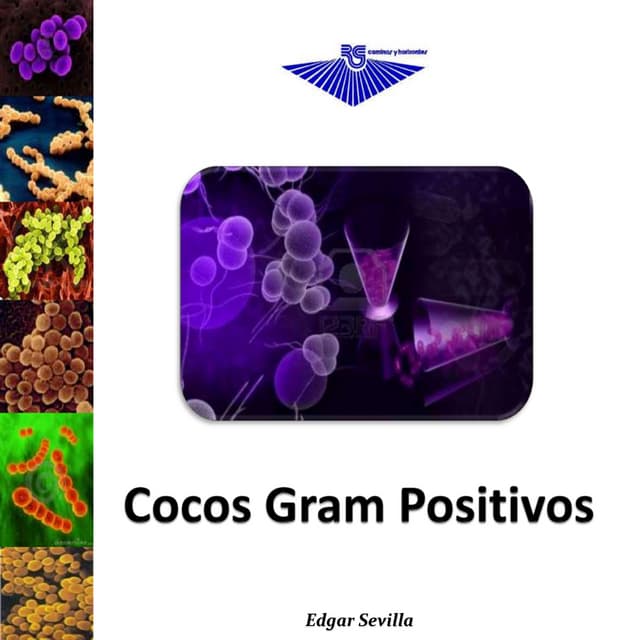 Cocos gram positivos (streptococcus)