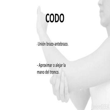 Biomecanica del codo | PPTX