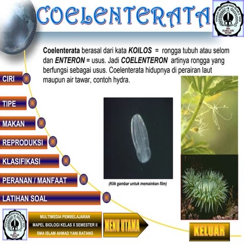 Coelenterata