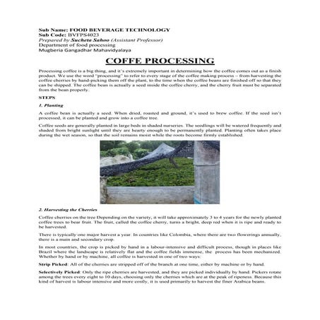 COFFE BEANS BEST PROCESSING OF AMERICANO | PDF