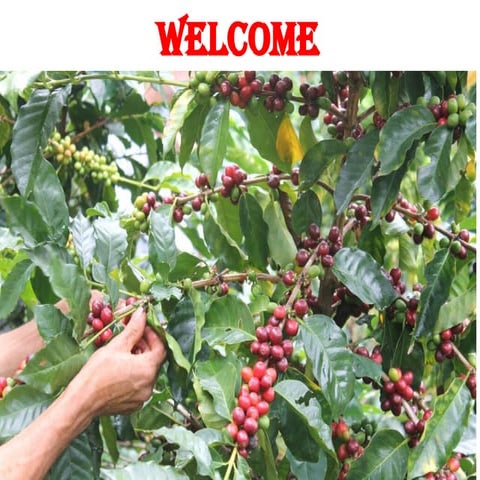 Production Technology of Coffee in Nepal.pptx