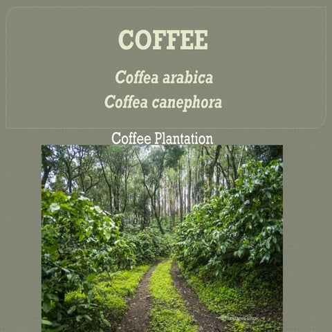 Coffee.pptx The coffee plant (Coffea arabica L.) belongs to the family Rubiac...