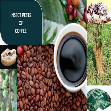 Insect pests of coffee | PDF