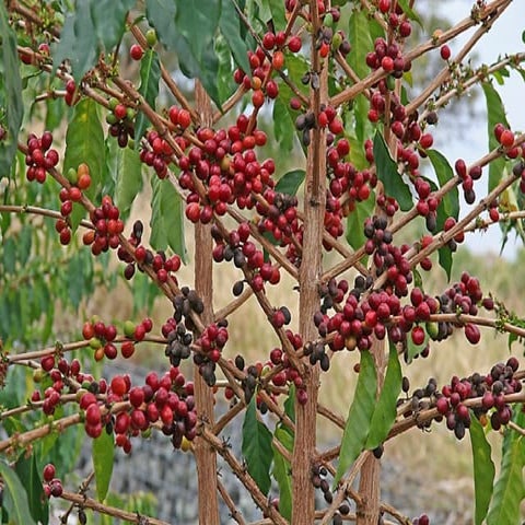Coffee Tree | PPT