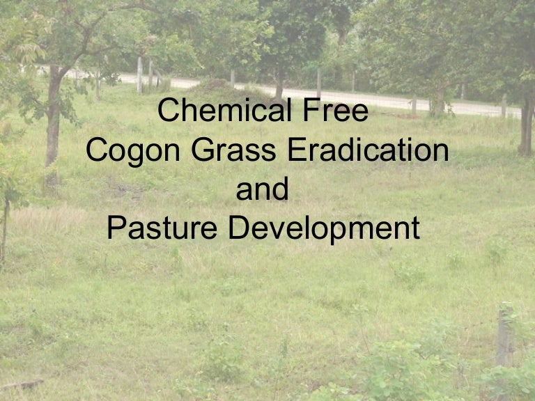 Managing Cogon without poison