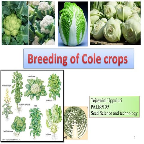 Cole crops: Cabbage