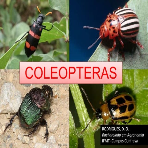 COLETA, MONTAGEM E CONSERVAÇÃO DE INSETOS.pptx