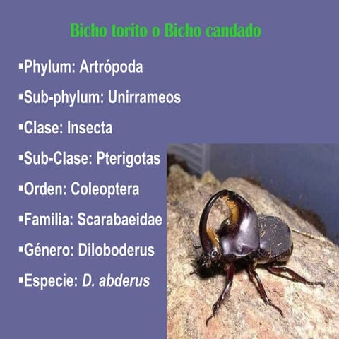 Coleopteros | PPT
