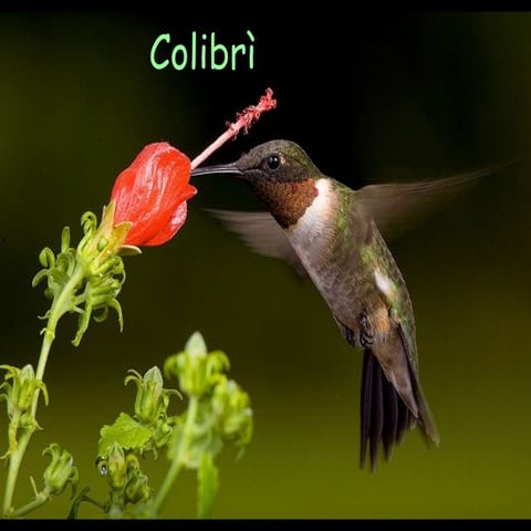 Colibrì | PPS