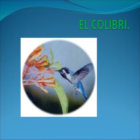 El Colibri | PPT