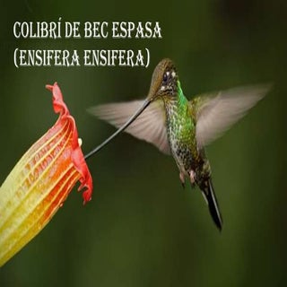 Ocell-Colibri bec espasa