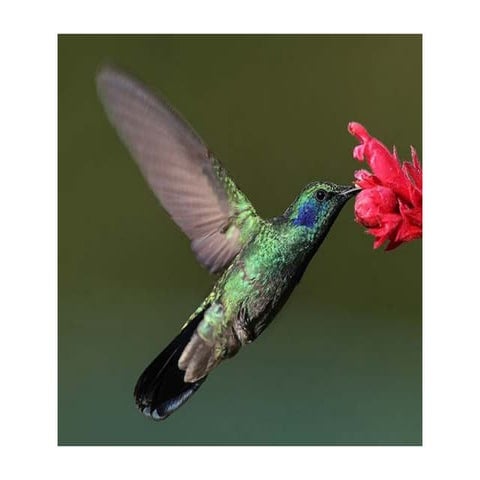 Colibries | PPT