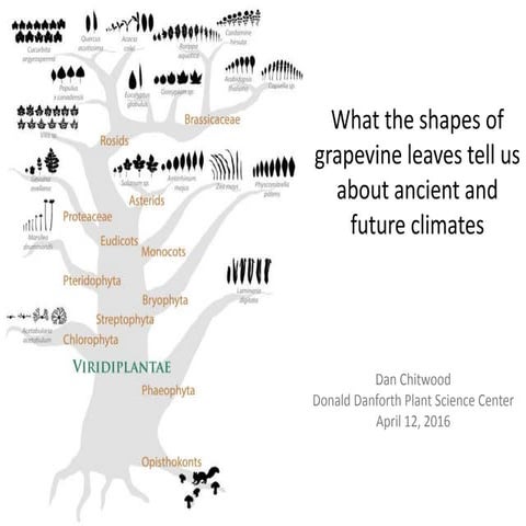 What the shapes of grapevine leaves tell us about ancient and future climates