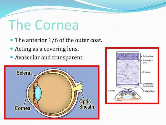 Corneal collagen cross linking - ophthalmology | PPTX