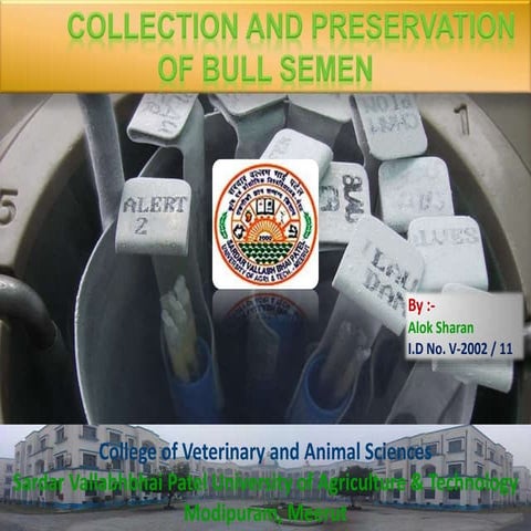 Collection and preservation of bull semen