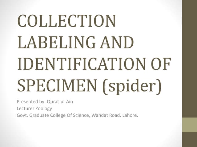 Collection labeling and identification of specimen of spiders