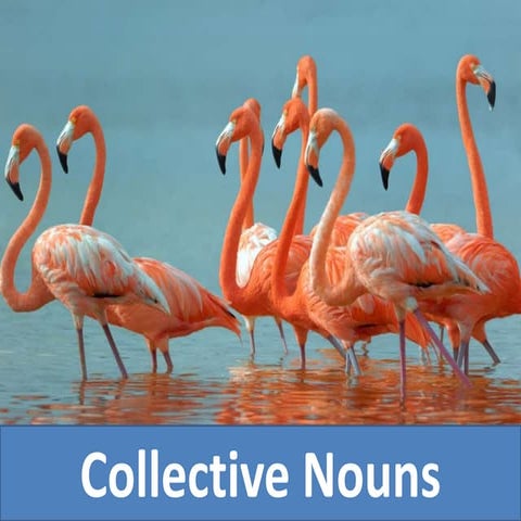 Collective Nouns | PPTX