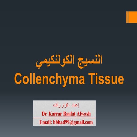 النسيج الكولنكيمي Collenchyma Tissue الدكتور كرار رأفت علوش