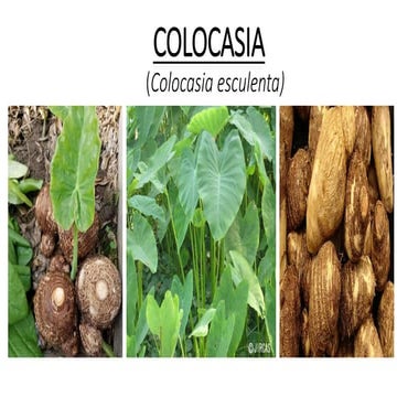 COLOCASSIA.pptx