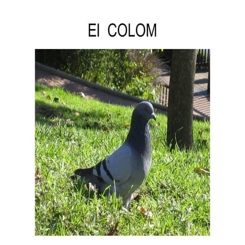 Colom
