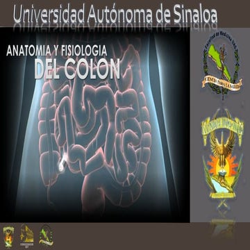 NETTER ABDOMEN anatomia para medicina netter | PDF