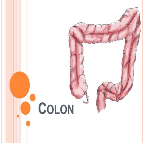 Anatomía del Intestino Grueso