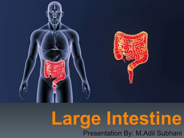 Lecture 2- Anatomy of Ureter, Urinary Bladder & Urethra.ppt