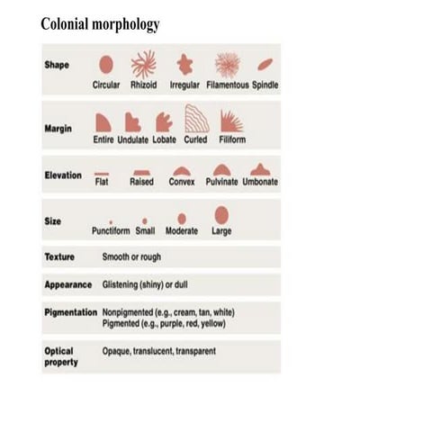Colonial morphology