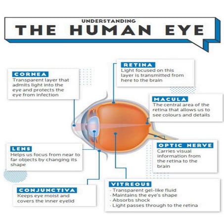 Structure of the Human Eye – Key Parts and Their Functions | PDF